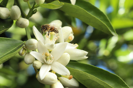 bee on orange blossom, closeup of photo with selective focusの写真素材
