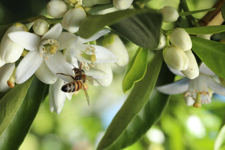 bee on orange blossom, closeup of photo with selective focusの写真素材
