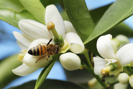 Bee on a flower of lemon tree, close-up shot.の写真素材