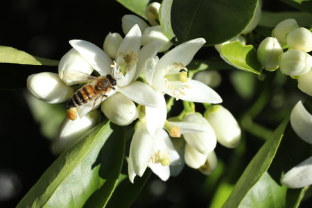 Orange blossom with bee, closeup of photoの写真素材