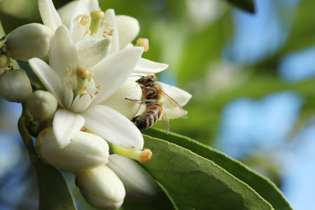 bee on the flower of a lemon tree pollinates flowers in the garden