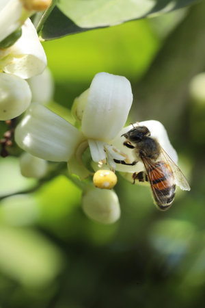 Bee on a white flower of lemon tree, closeup of photoの写真素材
