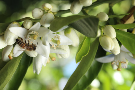 Bees collecting pollen from flowers of a lemon tree in the springの写真素材