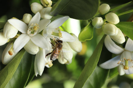 bee on orange blossom, closeup of photo with shallow depth of fieldの写真素材
