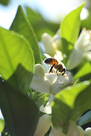 bee on the flower of orange blossom in the morning light.の写真素材