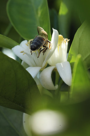 Honey bee collecting nectar from the flower of orange blossom