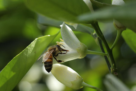 Honeybee collecting nectar from a flower of lemon tree.の写真素材