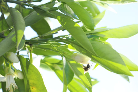 Honey bee collecting pollen on a green lemon tree in the garden