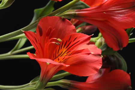 Beautiful red lily flowers on black background, closeup viewの写真素材