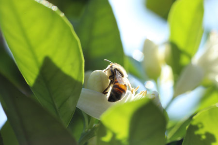Bee on a flower of an orange tree. Shallow depth of field.