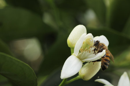 bee on orange blossom, closeup of photo with shallow depth of fieldの写真素材