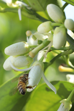 Honey bee pollinating white flower of lemon tree, close up