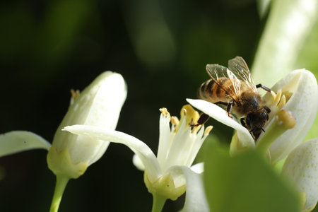 Bee on a flower of a lemon tree, closeup of photo