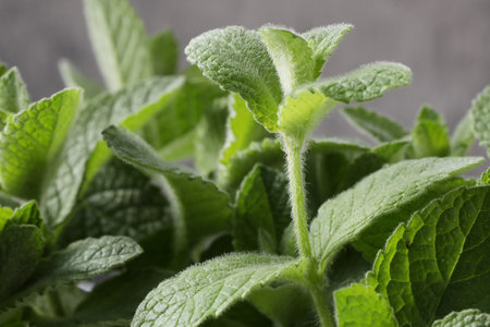 Fresh mint leaves on gray background, closeup. Healthy food concept
