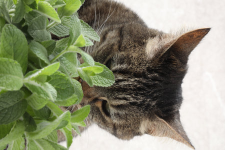 Tabby cat smelling mint leaves on light background, closeup view