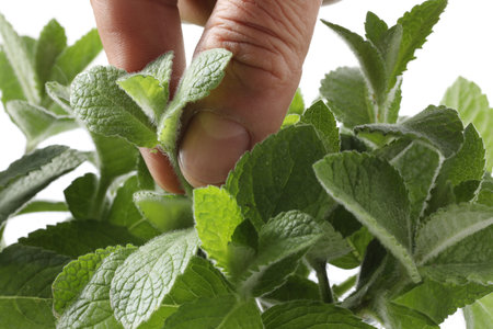 Pepper mint in hand, close-up, isolated on white