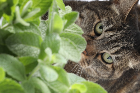 Cute tabby cat hiding behind leaves of mint plant, closeupの写真素材