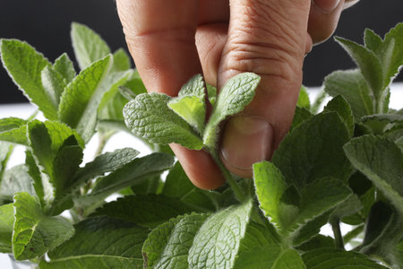 Peppermint leaves in the hands of a woman, close-upの写真素材