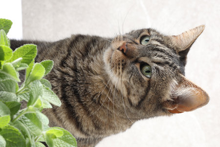 Tabby cat with green eyes and a plant on a light backgroundの写真素材