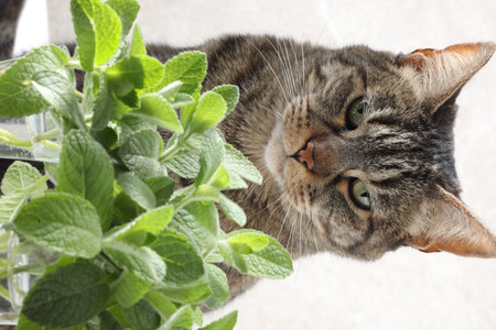 Tabby cat sniffing fresh mint leaves on light background, closeupの写真素材