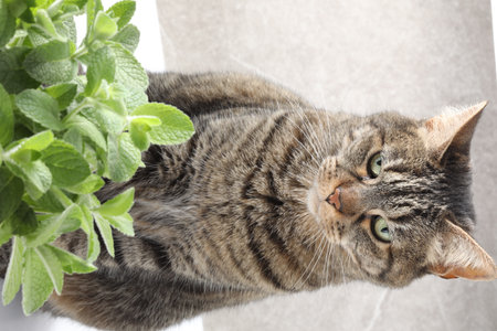Tabby cat with mint plant on windowsill, closeup viewの写真素材