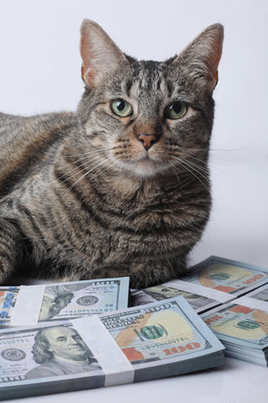 Tabby cat and money on a white background. Studio shot.の写真素材