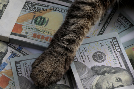 Cat and dollar bills, close-up. Conceptual photo of money.