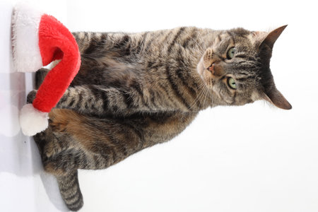 Cat with Santa Claus hat isolated on white background. Studio shot.の写真素材