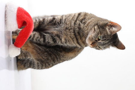 Cute tabby cat sleeping on a window chair with Santa Claus hatの写真素材