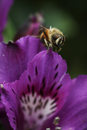 Bee on a purple flower. Shallow depth of field. Selective focus.