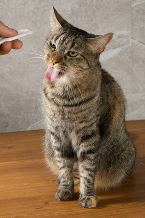 Domestic tabby cat licking its lips.の写真素材