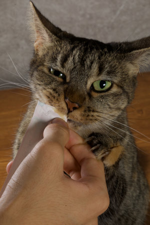 Domestic cat with green eyes and a white collar.の写真素材