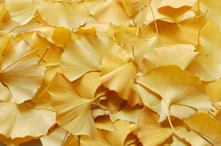 background with leaves of ginkgo biloba yellowの写真素材