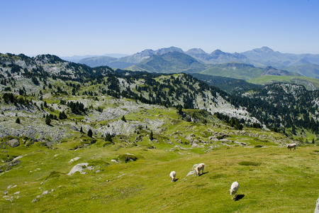 Meadows in Natural park Pyrenees. Meadows in Natural park Pyrenees.