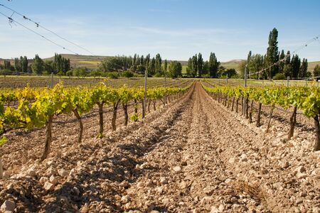 Vineyards agriculture.