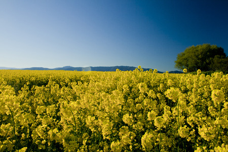 Rape field in blossom at spring day.