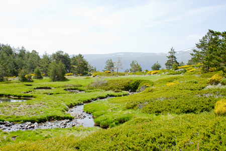 Beautiful view of summer landscape with prairie and forest, sierra de Guadarrama, Madrid, Spain.の写真素材