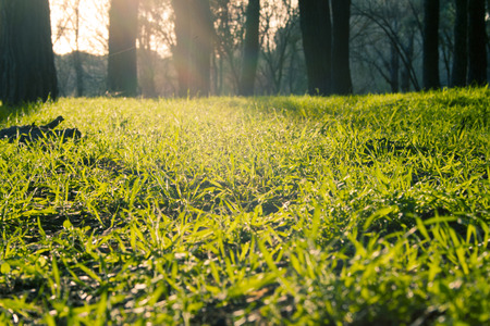 Grass lit by sun rays filtered through the forest trees. Monte de Valdelatas, alcobendas, Spain.