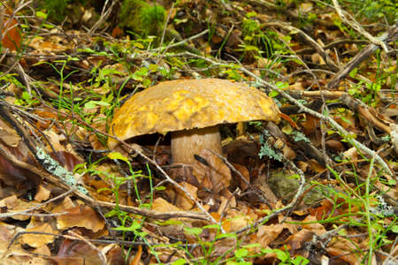 Boletus in the undergrowth of a beech forest.の写真素材