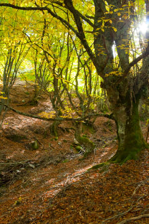 Beech in a sunny autumn afternoon. Pedrosa Beech in Segovia, Spain.の写真素材