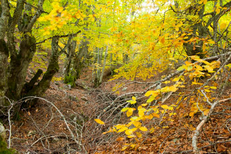 Beech in a sunny autumn afternoon. RiofrÃ­o Beech in Segovia, Spain.の写真素材