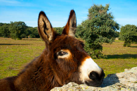 donkey poking his head behind the fence of a paddock on a farm. Hoyo de Manzanares, Madrid, Spainの写真素材