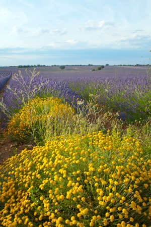 Lavender fields at sunset in Brihuega, Guadalajara, Spainの写真素材
