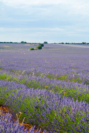 Lavender fields at sunset in Brihuega, Guadalajara, Spainの写真素材