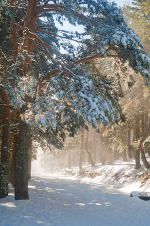 path over snowy pine forest with the sun shining through the mist. "Sierra de Guadarrama" National park in Madrid province, Spainの写真素材