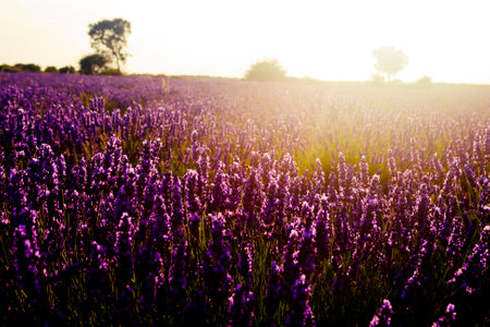 high contrast view of a lavender field with the sun in front. Brihuega lavender fields in Guadalajara province, Spainの写真素材