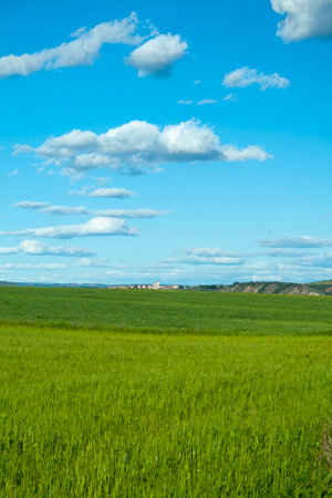 Green wheat field with a Spanish village in the distance and blue sky with clouds, vertical photo. Torrelaguna, Spain. The village is Uceda.の写真素材