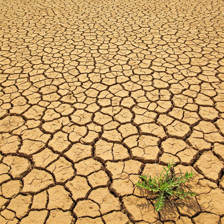 Plant on dry, cracked soil, as a concept of climate change and the resilience of life in the face of extreme conditions. AI generated image.の素材