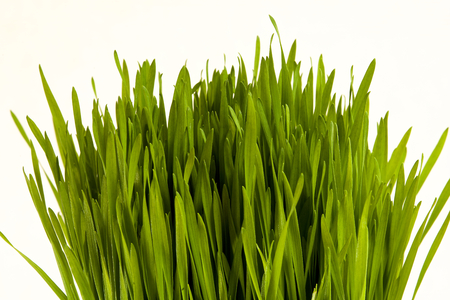 Wheat grass isolated in a bunchの写真素材