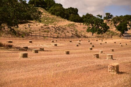 Bails of hay in a field.